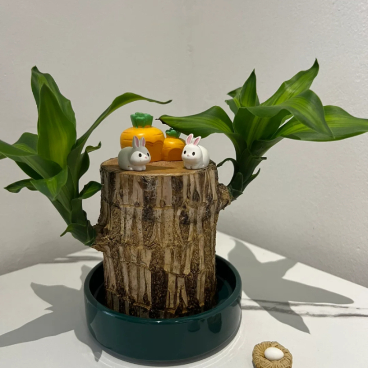 🎁Glückssymbol🪴Brasilianisches Holz🍀Die besten Grünpflanzen zum Wach