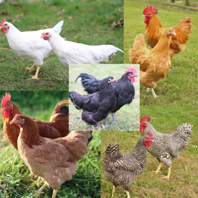Live Rare Standard Package Chickens, 10 ct. Baby Chicks