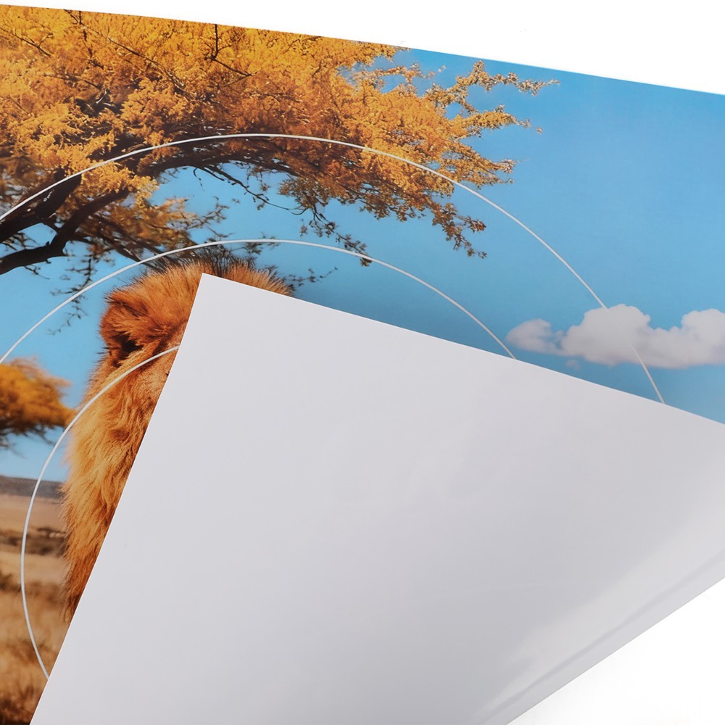 40x40cm Archery Target Paper Face Animal Arrow Bow Shooting 