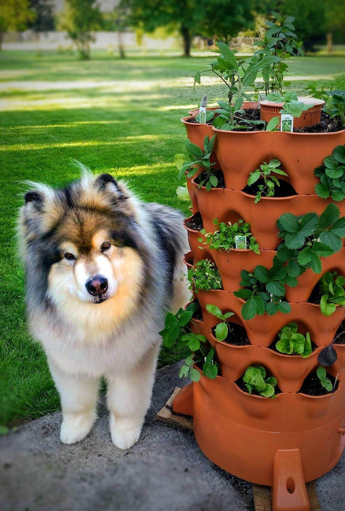 🔥Last Day Promotion 60% OFF🌱Revolving Garden Tower🌱