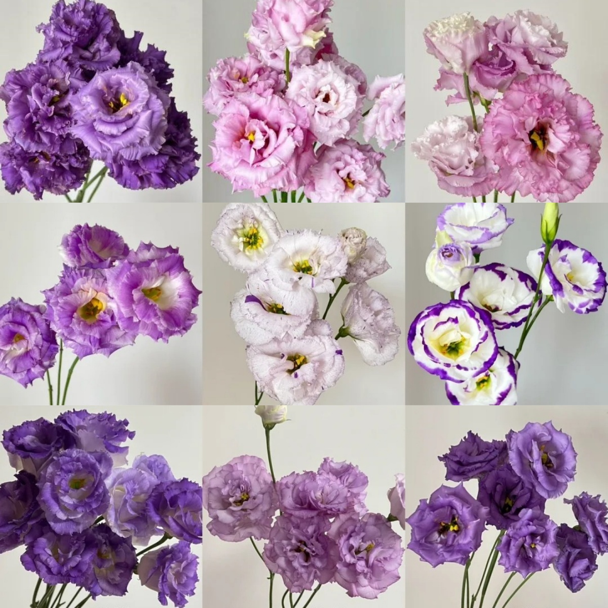 🌼LAST DAY SALE 50% OFF -Charming fragrance! 🌈 Mixed Lisianthus Seeds Group