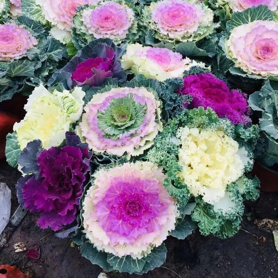 🎉Up to 60% off-Mixed Color Kale Seeds