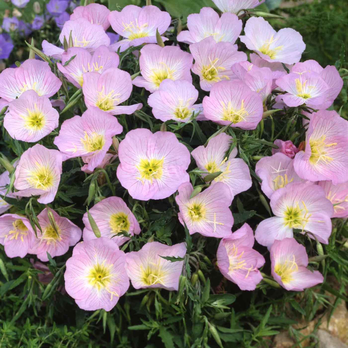 Evening primrose✨🫧Flowers for all seasons in balcony and courtyard