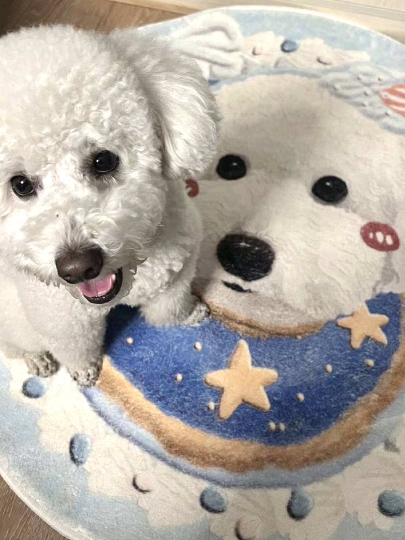 Personalized Pet Carpet - Adorable Pets in Sweet Treats
