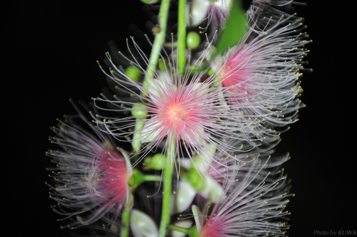 Barringtonia racemosa seeds🌸