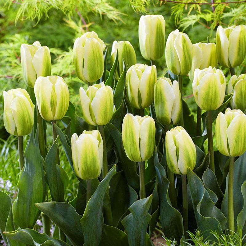 Mixed Tulip Seeds