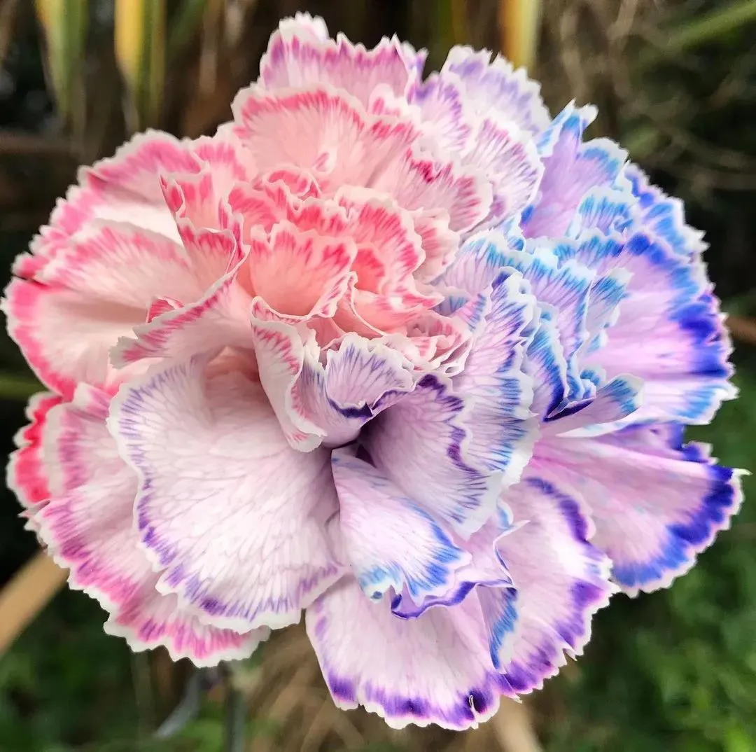 Colorful Carnation Seeds