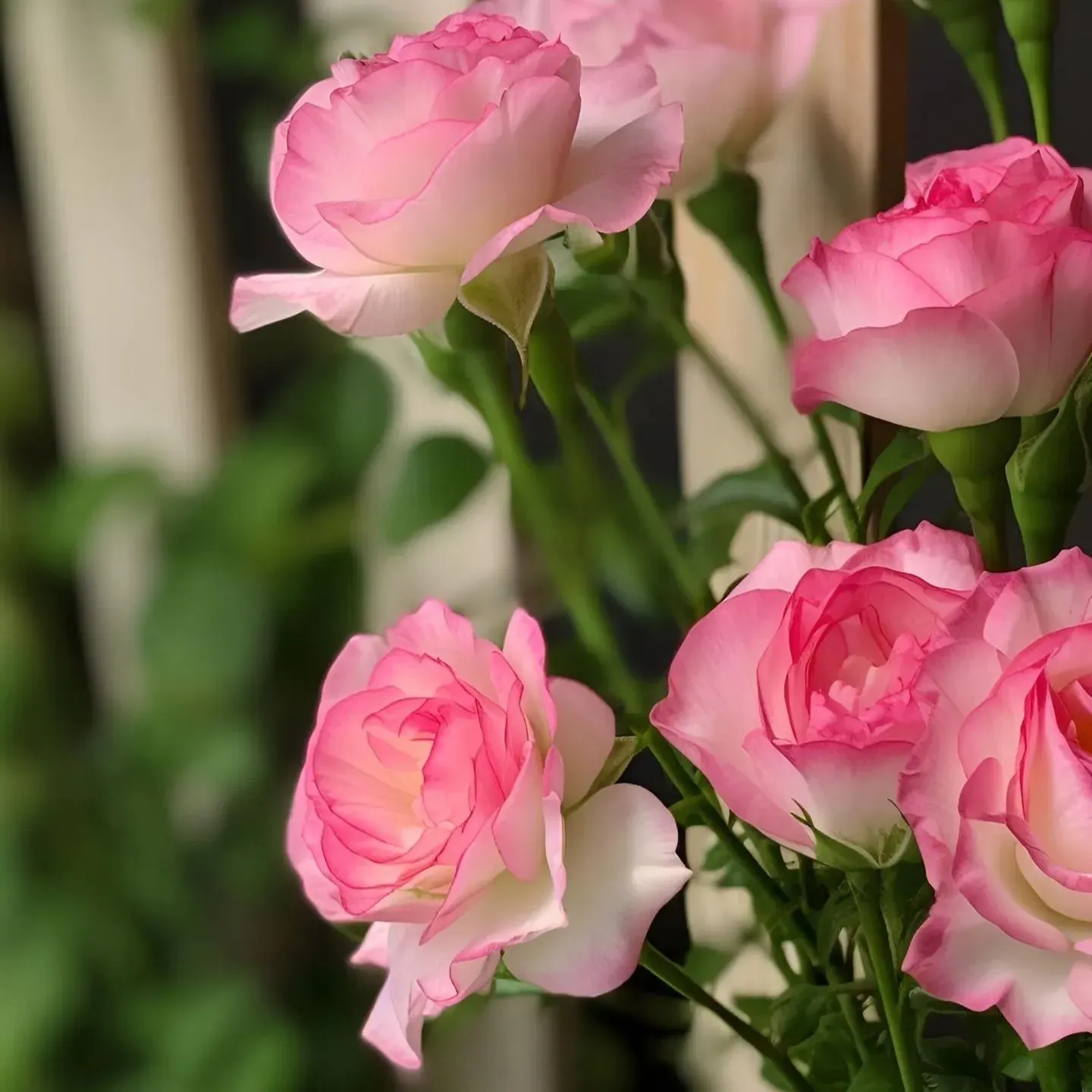 🔥53 % RABATT AUF GEMISCHTE LISIANTHUS 💥BESTSELLER IM JAHR 2024