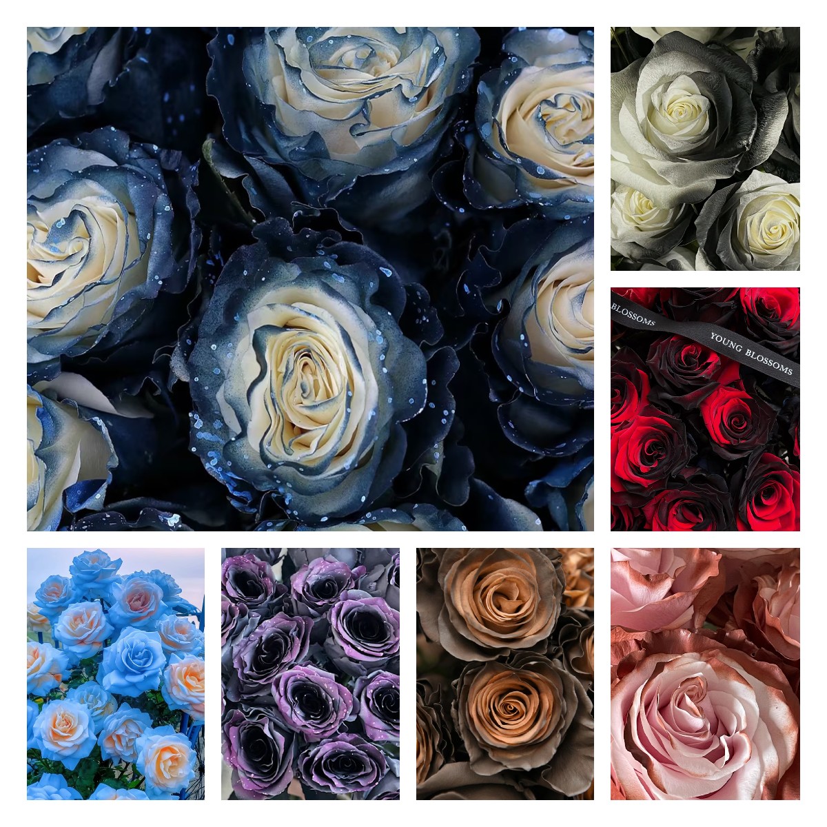 🌹Ecuadorian Roses - Rare Roses