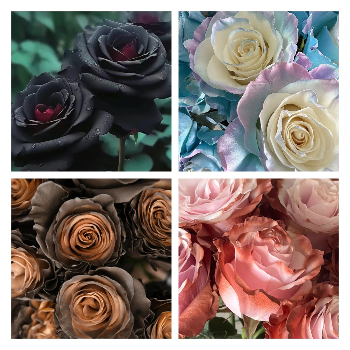 🌹Ecuadorian Roses - Rare Roses