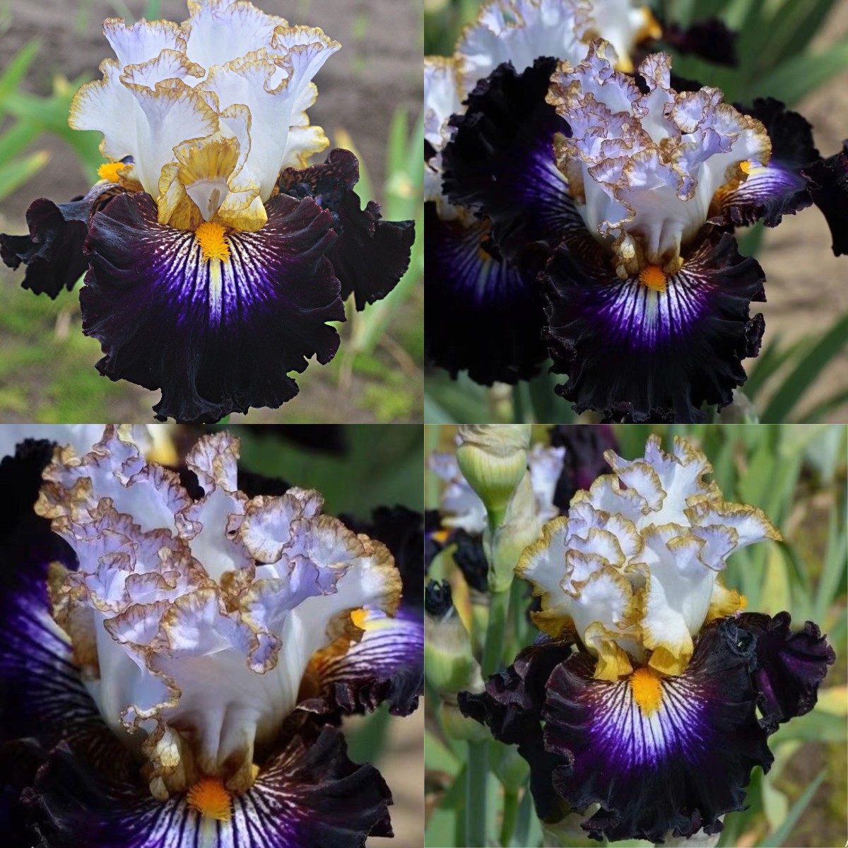 Rare Iris - Reckless Child