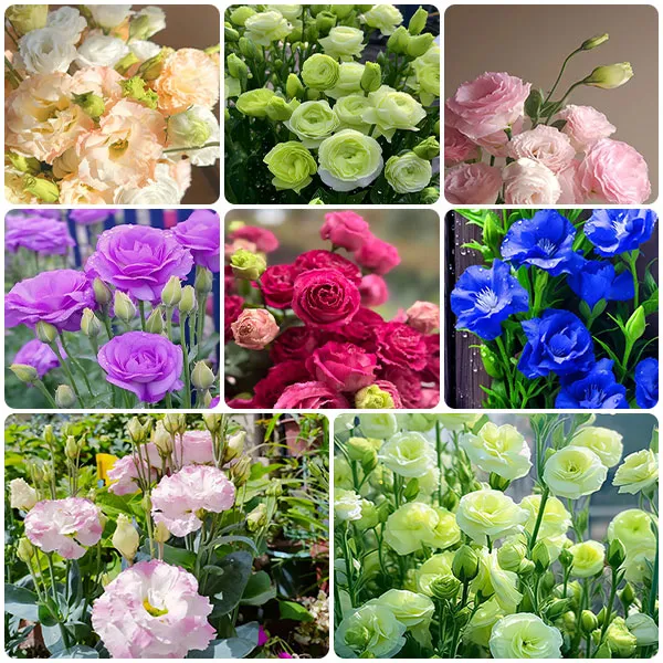 🔥53 % RABATT AUF GEMISCHTE LISIANTHUS 💥BESTSELLER IM JAHR 2024