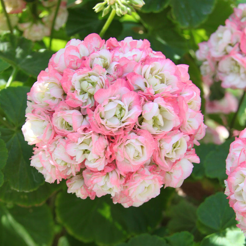 Apple Blossom Geranium Seeds