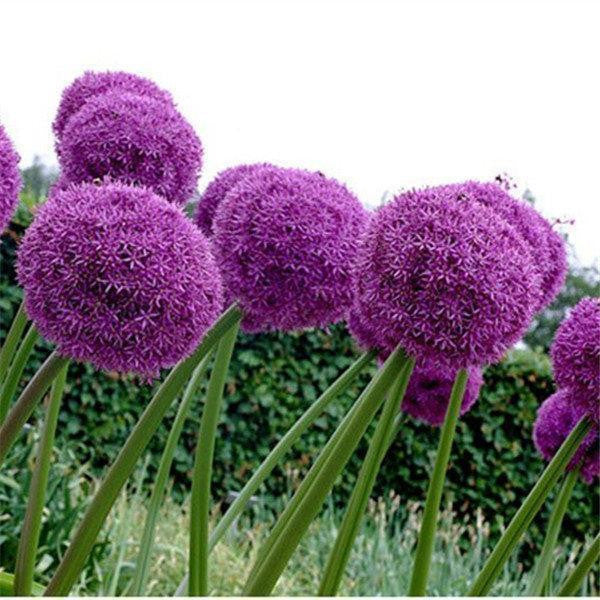 Garten Outdoor Riesen Allium Giganteum Schöne Blumensamen Bonsai Pflanzensamen