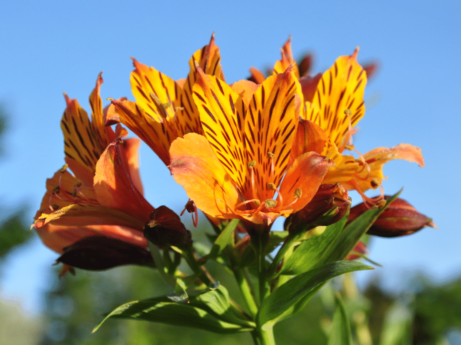 Alstroemeria Aurea Blumensamen