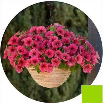 100 Stück hängende Petuniensamen im Topf, einfache Pflanzung, hängende Blumensamen