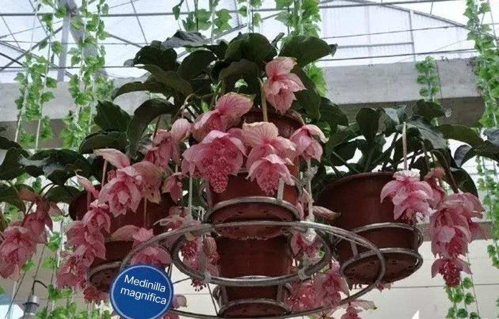 Medinilla Magnifica Blumensamen