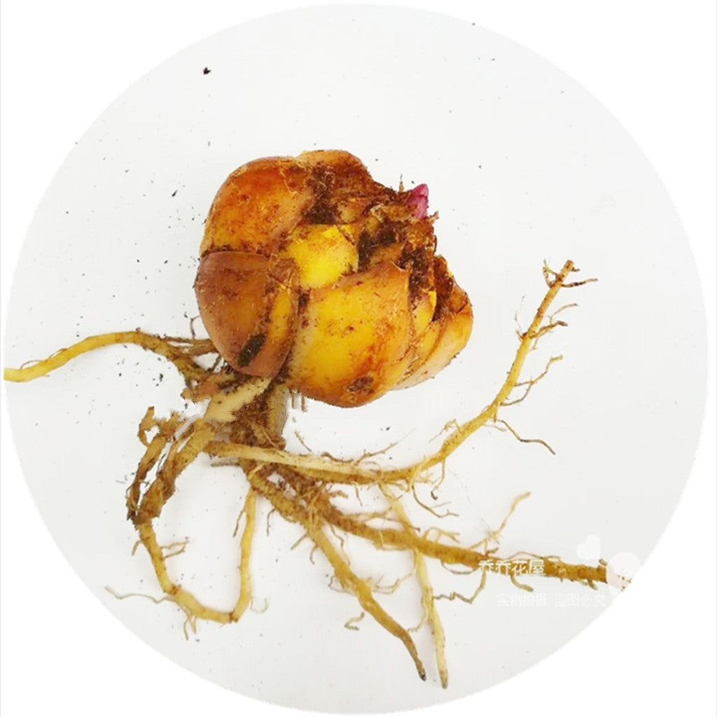 Parfüm-Lilien-Zwiebeln, Topfpflanzen, Blumensamen