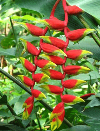 Heliconia Rostrata Pflanzensamen