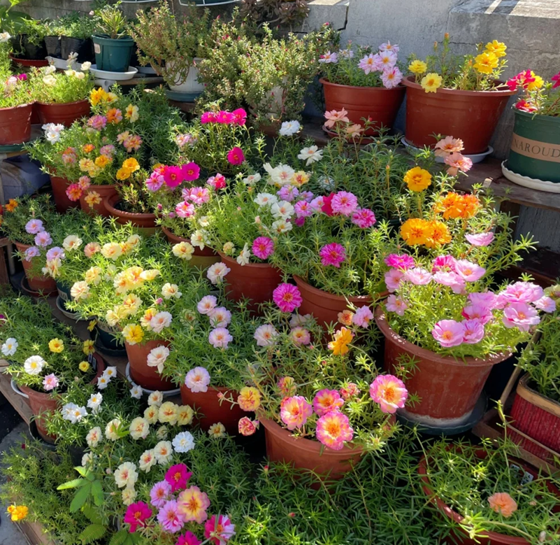 10000 Pcs Muti-color portulaca Seeds