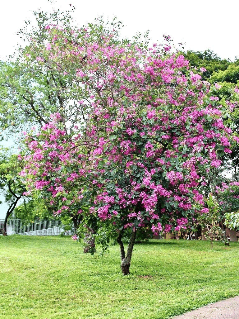Bauhinia Purpurea, Lila Orchideenbaum – 20 Stück Samen