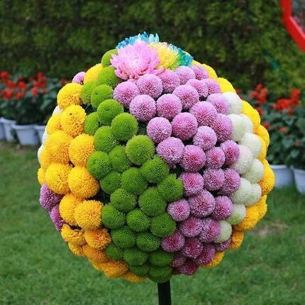 20 BUNTE PING-PONG-CHRYSANTHEMENSAMEN