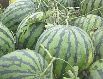 Rotfleischige, dünnhäutige süße Wassermelone
