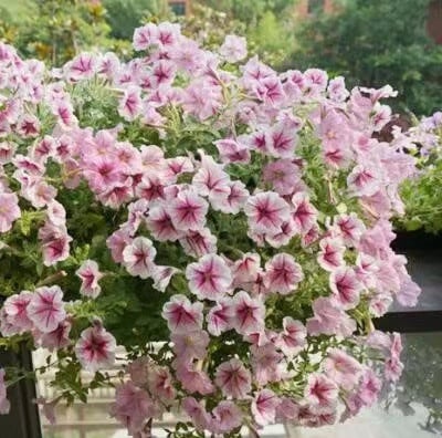 100 Stück hängende Petuniensamen im Topf, einfache Pflanzung, hängende Blumensamen