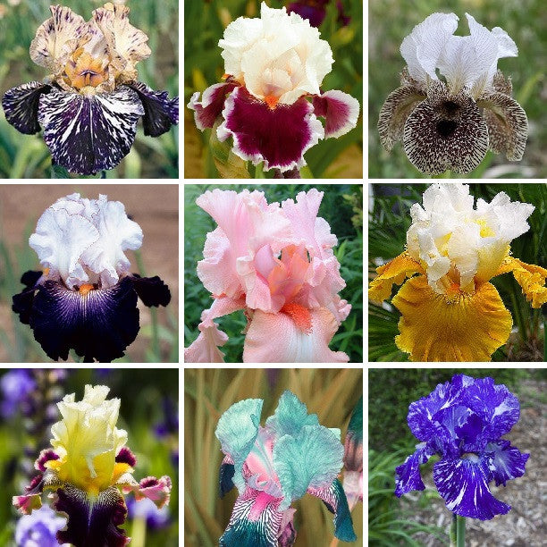 Sortenübergreifende Irissamen, Erbstück-Iris, 50 Stück/Packung