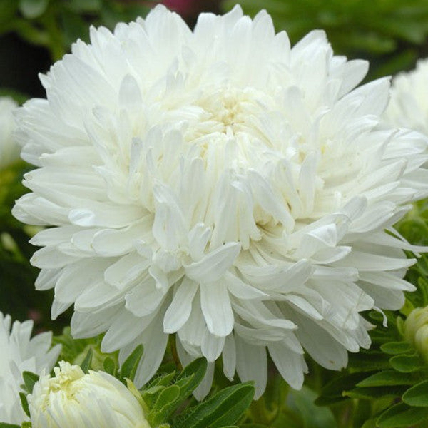 Weiße Aster 50 Samen