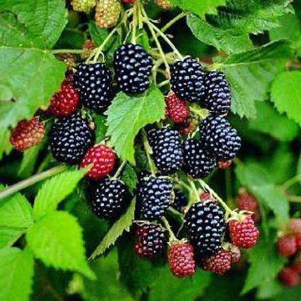 Egrow 50 Stück/Packung Jackfrucht-Erdbeersamen, Gartenpflanzen, Obstsamen