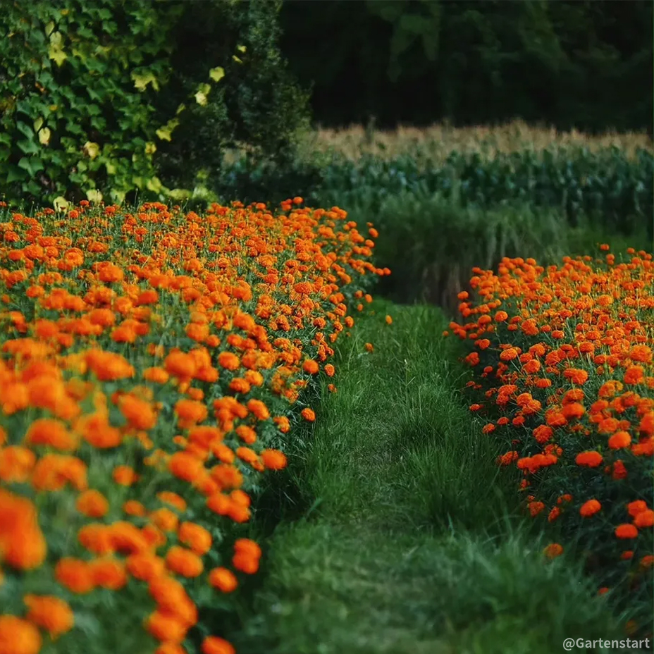 🔥Ringelblume🌺 - Allmächtige Blume - Beste Wünsche