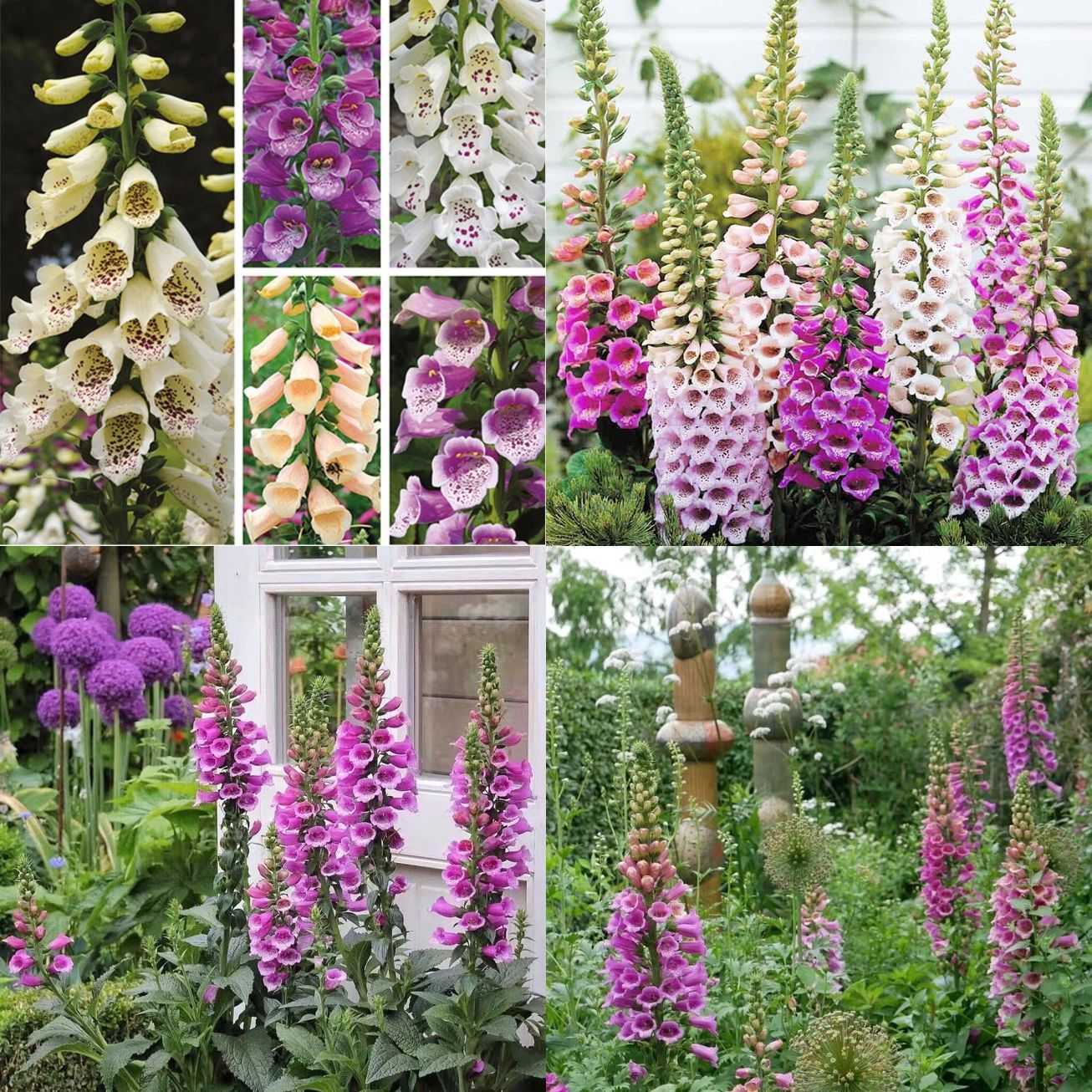 Delphinium Seeds🌸Suitable for autumn & winter