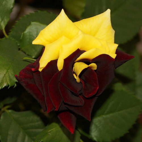 Rare Twin Red Yellow Rose - Seeds