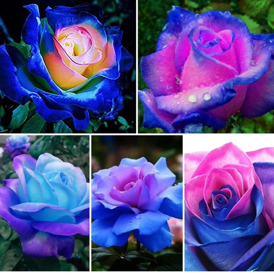 100 Stück/seltener Beutel Blau Rosa Rosensamen Duftpflanzen Blumen