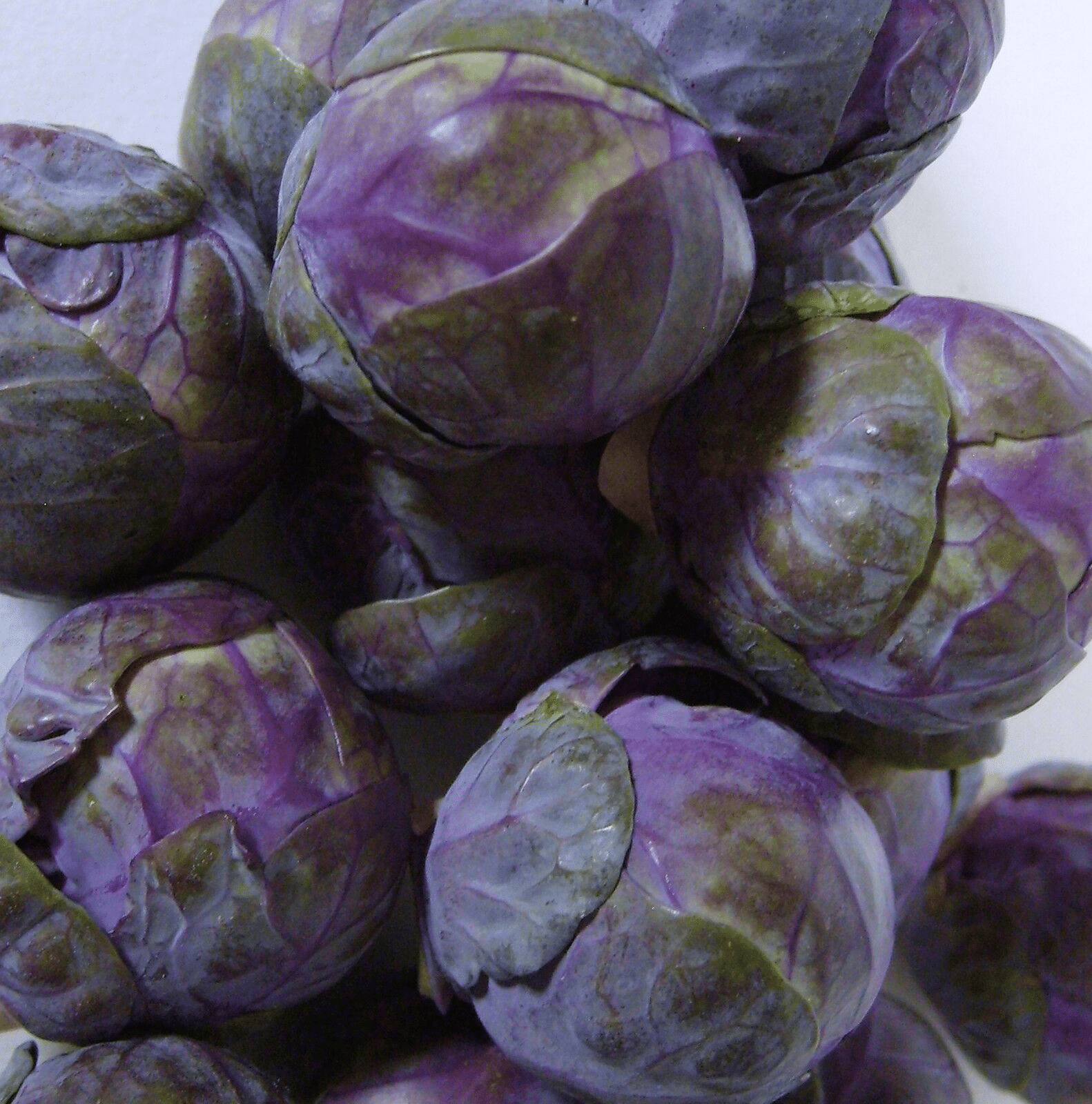 Rosenkohlsamen - Ruby Crunch F1 Hybrid