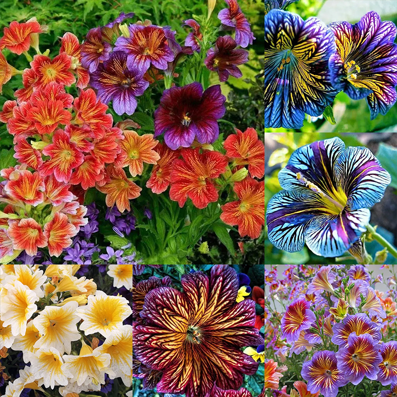 🎉 Limited Edition-Chilean Morning Glory Seeds