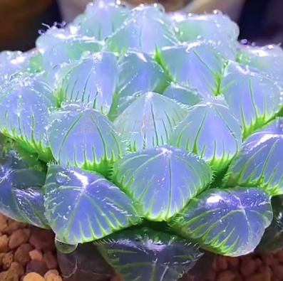 Advanced Rare Boutique Succulents Blue Mirror Jade Dew