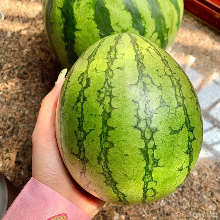 🍉Rubinrote Wassermelonenkerne🍉