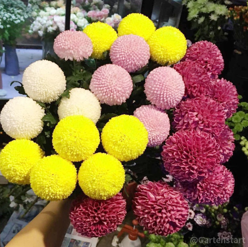 🏵️Bunte Ping-Pong-Chrysanthemensamen