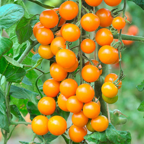 🍅High Yield Tomatoes Seeds🍅