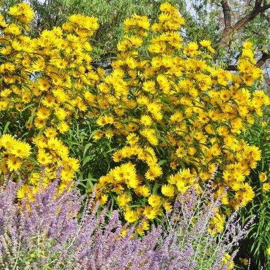 SONNENBLUMENSAMEN - MAXIMILIAN