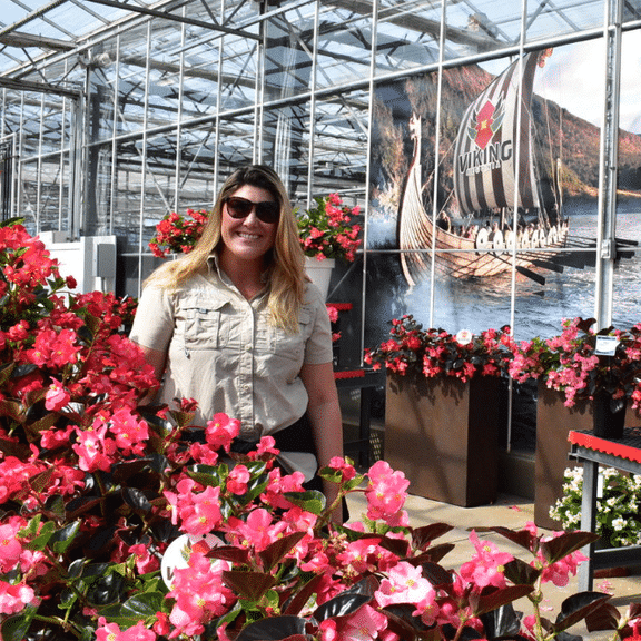 Begonie Super Olympia Mix F1