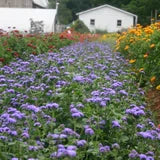 Ageratum Blue Horizon F1 Samen