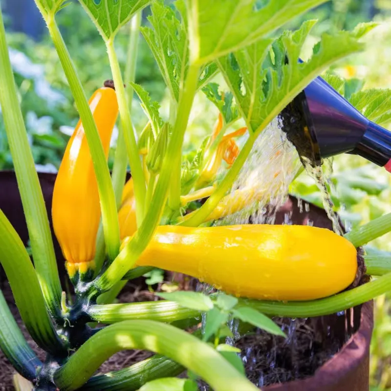 Bananen-Zucchini – Goldene Zucchini🌿Kann zu jeder Jahreszeit gepflanzt werden