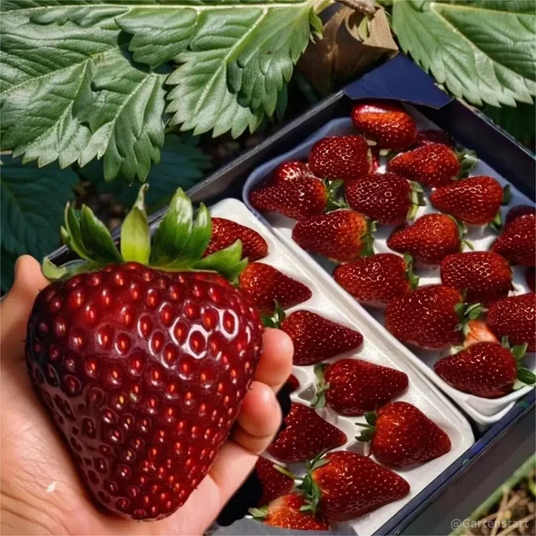 SCHWARZE PERLEN-ERDBEERSAMEN