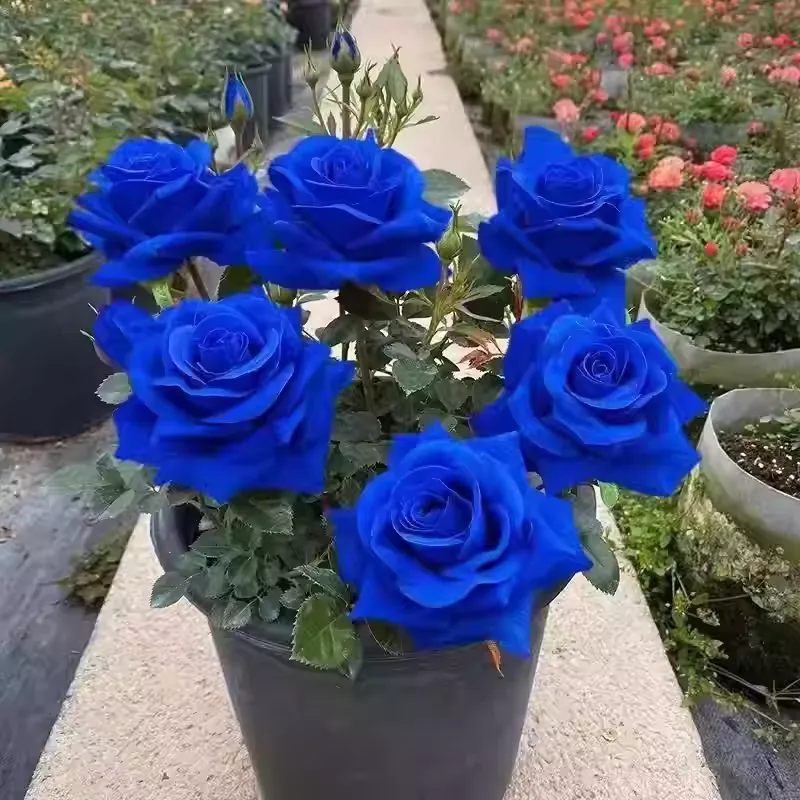 💥48 % RABATT 💙Blue Enchantress Mix Blue Rose Seeds✨