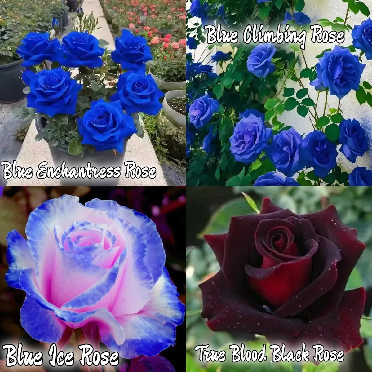 💥48 % RABATT 💙Blue Enchantress Mix Blue Rose Seeds✨