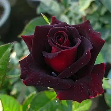 💥48 % RABATT 💙Blue Enchantress Mix Blue Rose Seeds✨