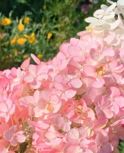 🍓Erdbeer-Hortensienblüten-Samen – 100/200 Stück